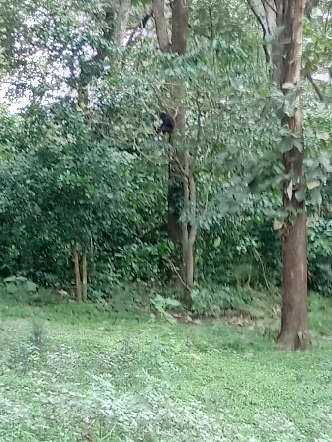 Wild Window - Forest View Homestay Thekkady Exterior foto